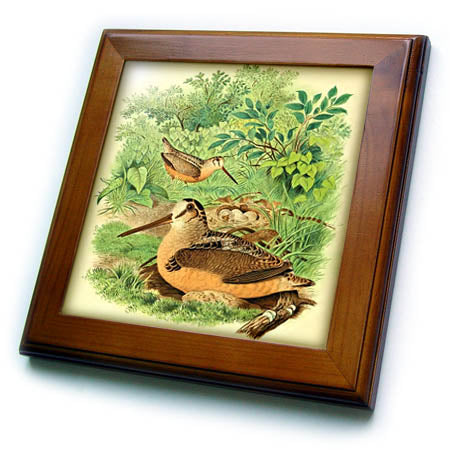3dRose Vintage Bird Print American Woodcock Birds Antique Art... - Framed Tiles (ft-364667) - Framed Tile - by 3dRose |